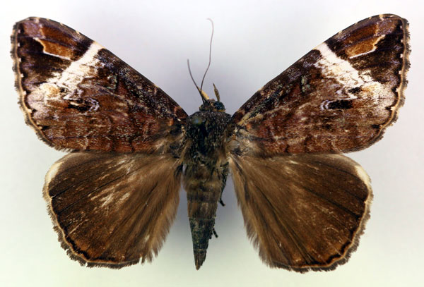 /filer/webapps/moths/media/images/V/versicolor_Tolna_A_RMCA.jpg