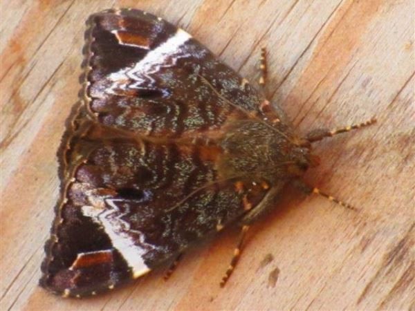 /filer/webapps/moths/media/images/V/versicolor_Tolna_A_Stanton.jpg