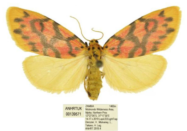 /filer/webapps/moths/media/images/V/versicolor_Tumicla_AF_ANHRT.jpg