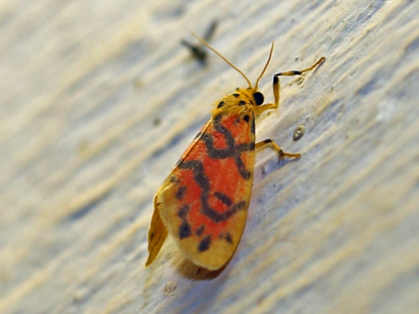 /filer/webapps/moths/media/images/V/versicolor_Tumicla_A_Voaden.jpg
