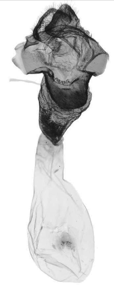 /filer/webapps/moths/media/images/V/versicolor_Tumicla_GF_ANHRT.jpg