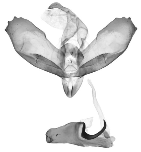 /filer/webapps/moths/media/images/V/versicolor_Tumicla_GM_ANHRT.jpg