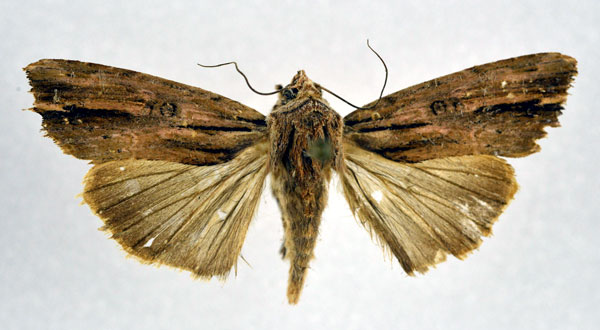 /filer/webapps/moths/media/images/V/versicolora_Callixena_AF_NHMO.jpg