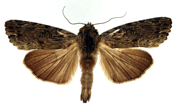 /filer/webapps/moths/media/images/V/versicolora_Callixena_AM_Aulombard.jpg
