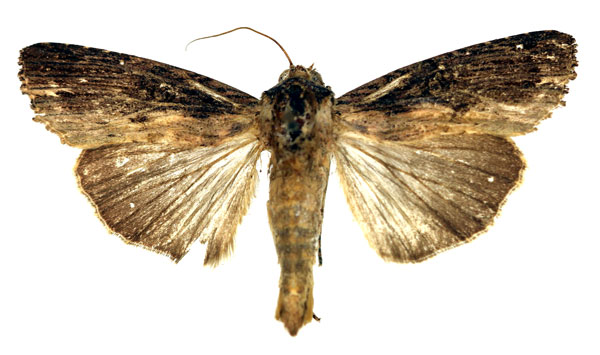 /filer/webapps/moths/media/images/V/versicolora_Callixena_AM_Aulombard_02.jpg
