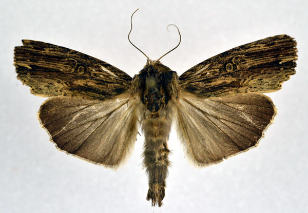 /filer/webapps/moths/media/images/V/versicolora_Callixena_AM_NHMO.jpg