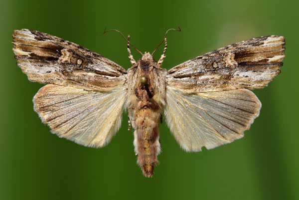 /filer/webapps/moths/media/images/V/versicolora_Callixena_A_Butler.jpg