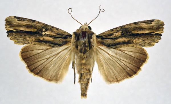 /filer/webapps/moths/media/images/V/versicolora_Callixena_A_NHMO_01.jpg