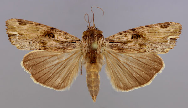 /filer/webapps/moths/media/images/V/versicolora_Callixena_A_RMCA_01.jpg