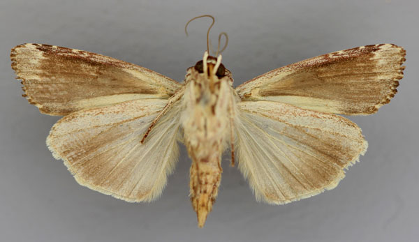 /filer/webapps/moths/media/images/V/versicolora_Callixena_A_RMCA_02.jpg
