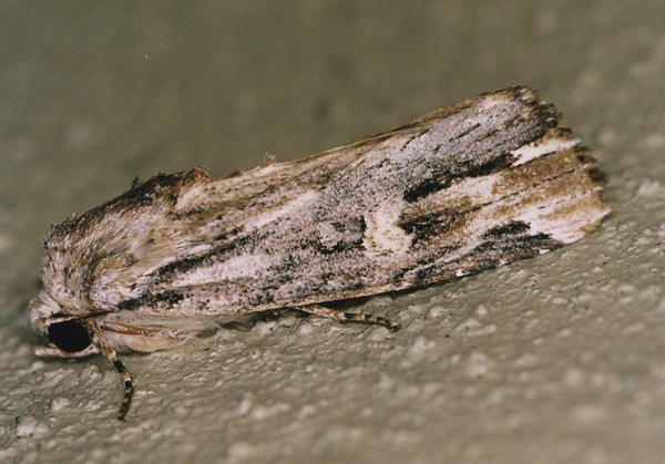 /filer/webapps/moths/media/images/V/versicolora_Magusa_A_Roland_01_G5EWlR8.jpg