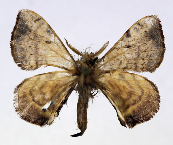 /filer/webapps/moths/media/images/V/versicolora_Racinoa_AM_Basquin_01.jpg