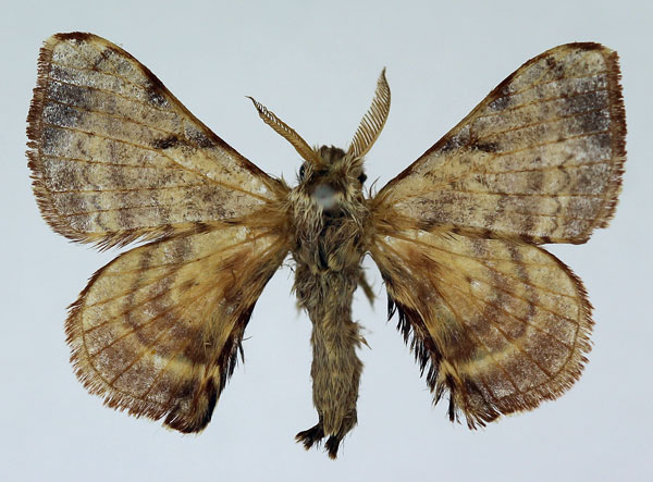 /filer/webapps/moths/media/images/V/versicolora_Racinoa_AM_Basquin_02.jpg