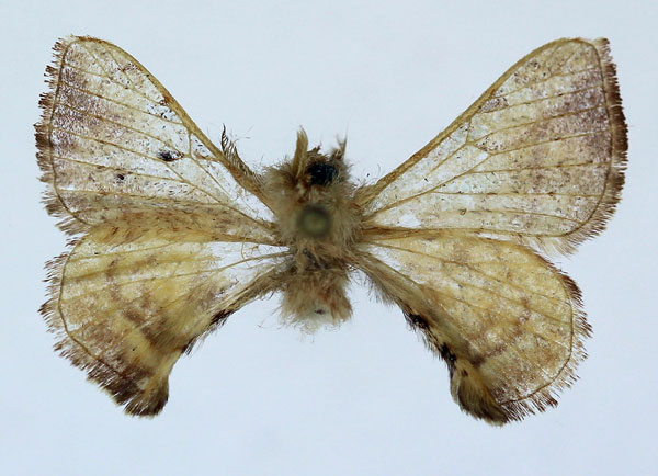 /filer/webapps/moths/media/images/V/versicolora_Racinoa_AM_Basquin_03.jpg