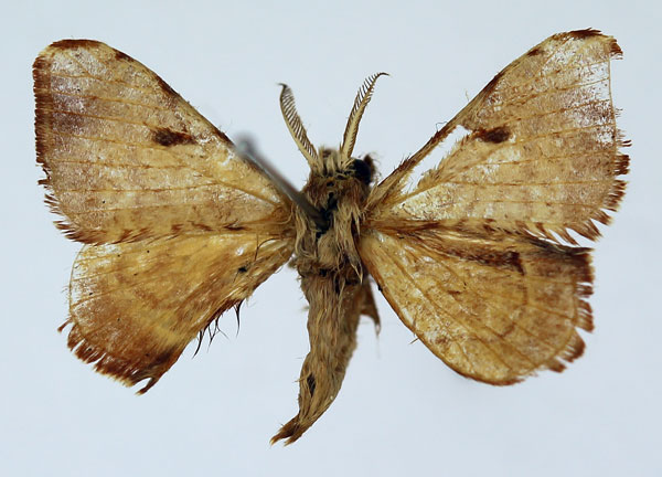 /filer/webapps/moths/media/images/V/versicolora_Racinoa_AM_Basquin_04.jpg