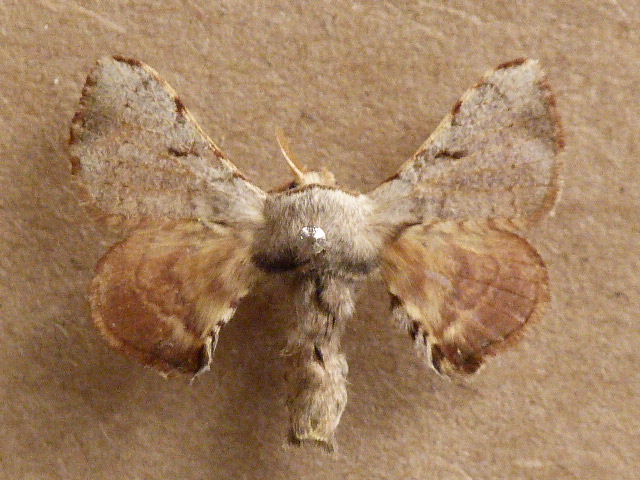 /filer/webapps/moths/media/images/V/versicolora_Racinoa_A_Butler.jpg
