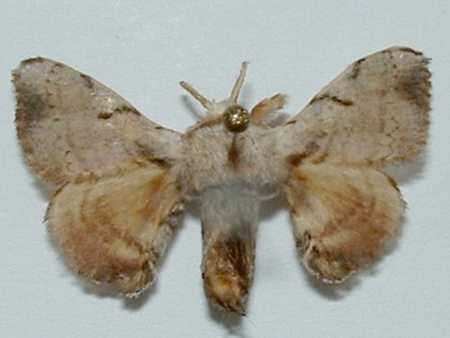 /filer/webapps/moths/media/images/V/versicolora_Racinoa_A_Makete_01.jpg
