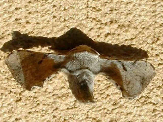 /filer/webapps/moths/media/images/V/versicolora_Racinoa_A_Makete_02.jpg