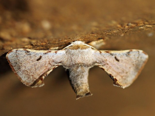 /filer/webapps/moths/media/images/V/versicolora_Racinoa_A_Voaden.jpg