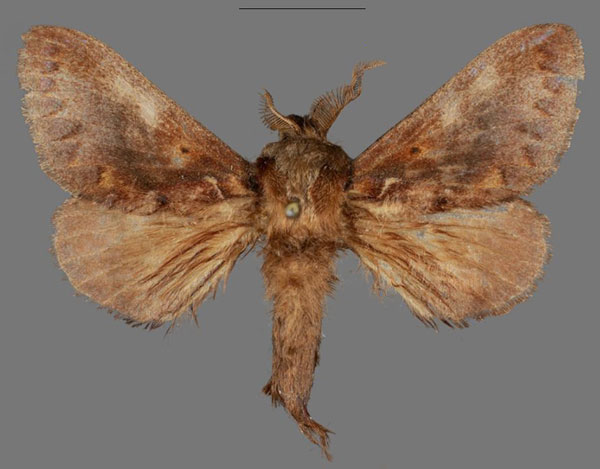 /filer/webapps/moths/media/images/V/versicolora_Stoermeriana_AM_Mueller.jpg