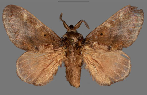 /filer/webapps/moths/media/images/V/versicolora_Stoermeriana_PTM_MfN.jpg