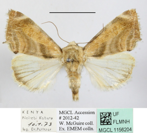 /filer/webapps/moths/media/images/V/versicolorata_Acontia_A_MGCLa_01.JPG