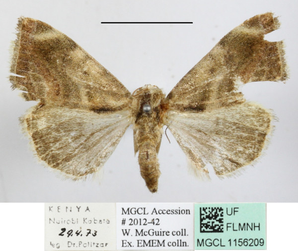 /filer/webapps/moths/media/images/V/versicolorata_Acontia_A_MGCLa_02.JPG