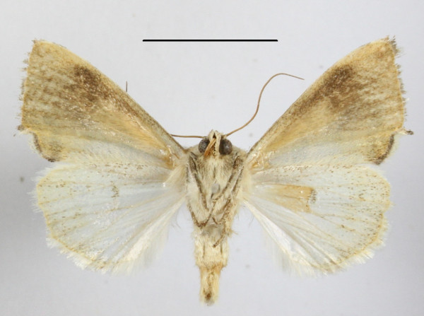 /filer/webapps/moths/media/images/V/versicolorata_Acontia_A_MGCLb_01.JPG