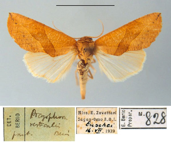 /filer/webapps/moths/media/images/V/verticalis_Arcyophora_PT_MSNM.jpg