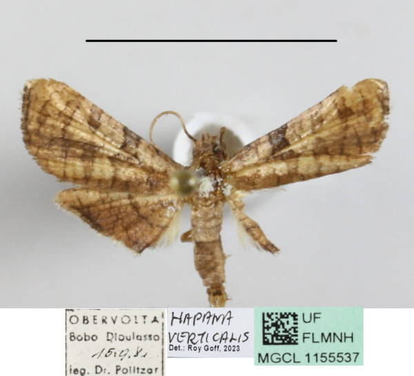 /filer/webapps/moths/media/images/V/verticalis_Hapana_A_MGCL_01.JPG