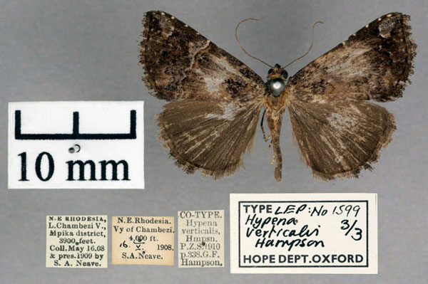 /filer/webapps/moths/media/images/V/verticalis_Hypena_PLTF_OUMNH_01.jpg