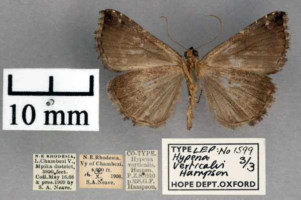 /filer/webapps/moths/media/images/V/verticalis_Hypena_PLTF_OUMNH_02.jpg
