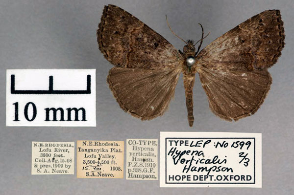 /filer/webapps/moths/media/images/V/verticalis_Hypena_PLT_OUMNH_01.jpg