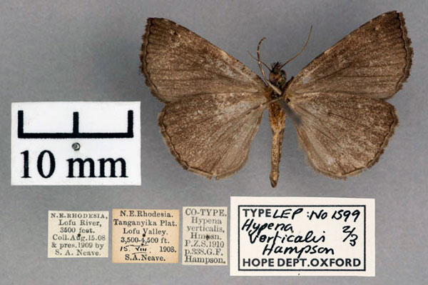 /filer/webapps/moths/media/images/V/verticalis_Hypena_PLT_OUMNH_02.jpg