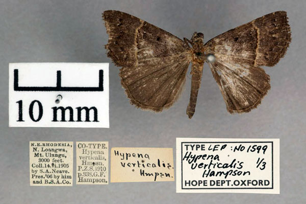 /filer/webapps/moths/media/images/V/verticalis_Hypena_ST_OUMNH_01.jpg