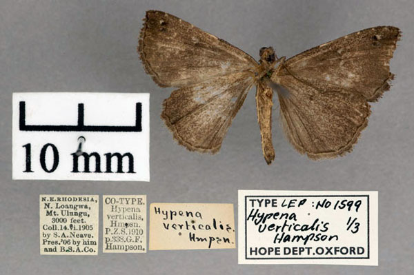 /filer/webapps/moths/media/images/V/verticalis_Hypena_ST_OUMNH_02.jpg