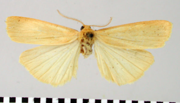 /filer/webapps/moths/media/images/V/verulama_Eubaphilema_AM_BMNH.jpg