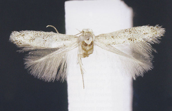 /filer/webapps/moths/media/images/V/veruta_Elachista_PT_Kaila.jpg