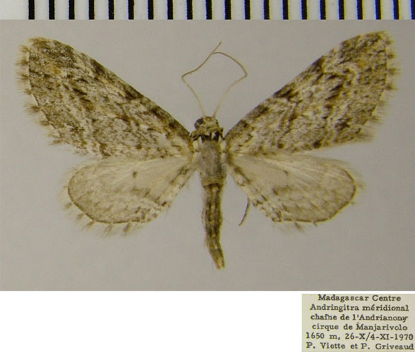 /filer/webapps/moths/media/images/V/vesiculata_Eupithecia_AF_ZSM.jpg