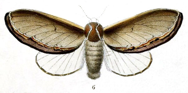 /filer/webapps/moths/media/images/V/vesta_Megasoma_HT_Druce_55-6.jpg