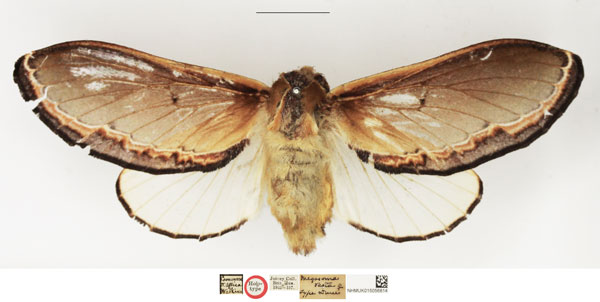 /filer/webapps/moths/media/images/V/vesta_Megasoma_HT_NHMUK.jpg