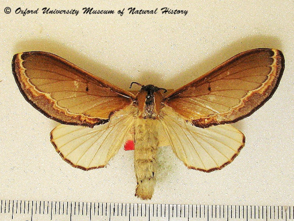 /filer/webapps/moths/media/images/V/vesta_Selena_AF_OUMNH_01.JPG