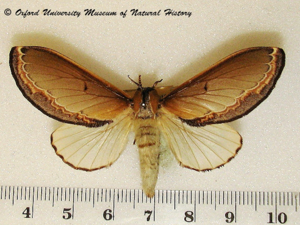 /filer/webapps/moths/media/images/V/vesta_Selena_AF_OUMNH_02.JPG