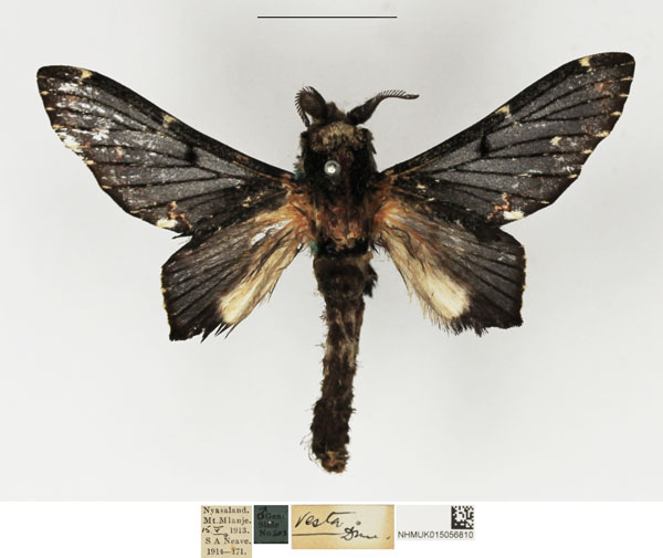 /filer/webapps/moths/media/images/V/vesta_Selena_AM_NHMUK.jpg