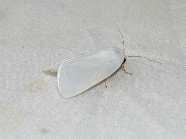 /filer/webapps/moths/media/images/V/vestae_Chasmina_A_Goff_02.jpg