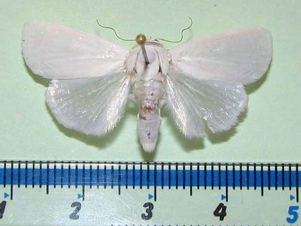 /filer/webapps/moths/media/images/V/vestae_Chasmina_A_Goffa_01.jpg