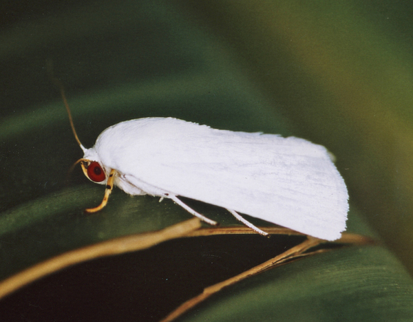 /filer/webapps/moths/media/images/V/vestae_Chasmina_A_Roland_15.jpg