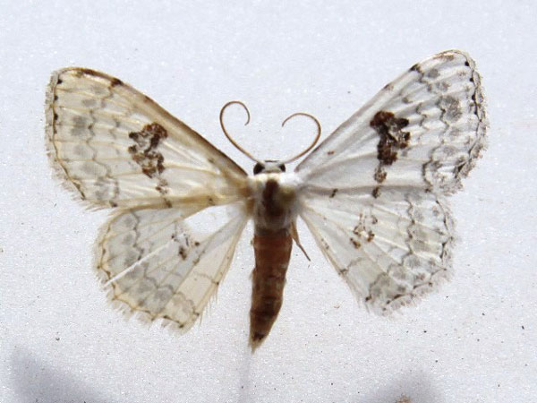 /filer/webapps/moths/media/images/V/vestalis_Problepsis_A_Goff_01.jpg