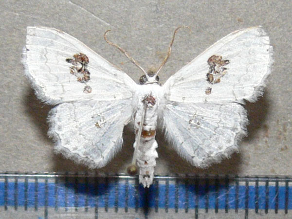 /filer/webapps/moths/media/images/V/vestalis_Problepsis_A_Goff_03.jpg