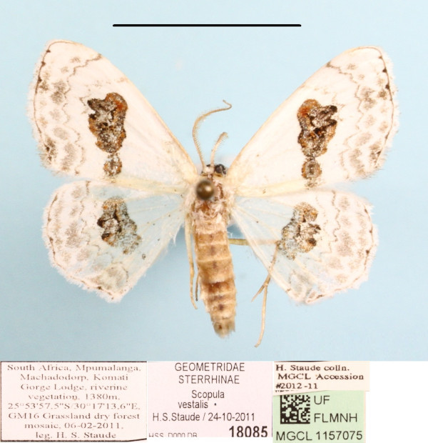 /filer/webapps/moths/media/images/V/vestalis_Problepsis_A_MGCL_01.JPG